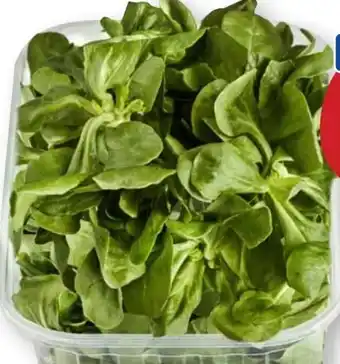 Scheck-in-Center Feldsalat Angebot