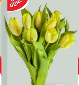 Edeka Gut & Günstig Tulpenstrauß Angebot