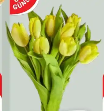 Edeka Gut & Günstig Tulpenstrauß Angebot