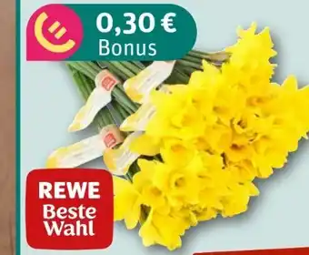 nahkauf Rewe Beste Wahl Feld-Narzissen Angebot