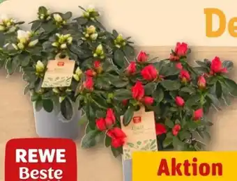 REWE Rewe Beste Wahl Azalee Angebot