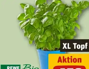 REWE Rewe Bio Basilikum XL Topf Angebot