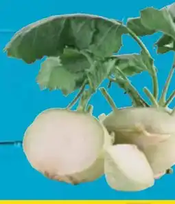 E-Center Kohlrabi Angebot