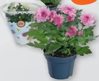 tegut Chrysanthemen Angebot