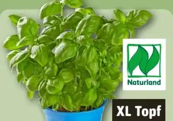 REWE Center Bio-Basilikum XL-Topf Angebot