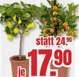 B1 Discount Baumarkt Zitruspflanzen-Stämmchen Angebot