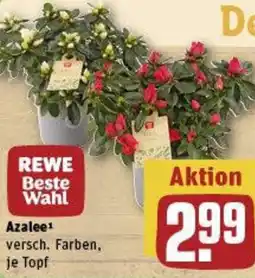 REWE Azalee Angebot