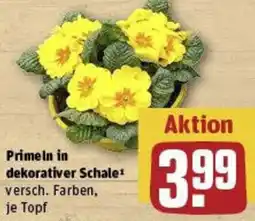 REWE Primeln in dekorativer Schale Angebot