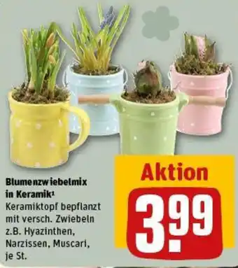 REWE Blumenzwiebelmix in Keramik Angebot