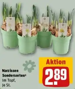 REWE Narzissen Sondersorten Angebot