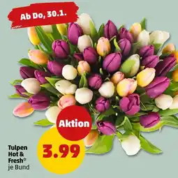 PENNY Hot & fresh tulpen Angebot