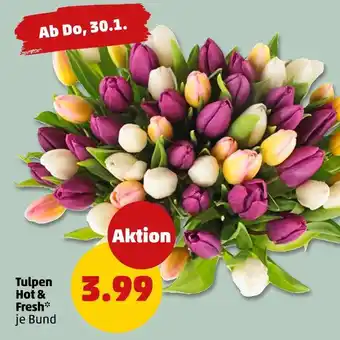 PENNY Hot & fresh tulpen Angebot