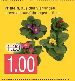 Marktkauf Primeln Angebot