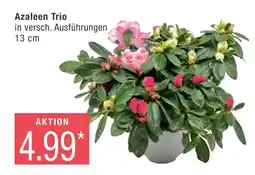 Marktkauf Azaleen trio Angebot