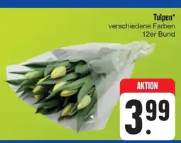 E-Center Tulpen Angebot