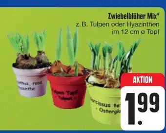 E-Center Zwiebelblüher mix Angebot