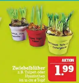 Marktkauf Tulpen oder hyazinthen Angebot