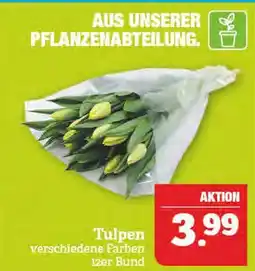 Marktkauf Tulpen Angebot