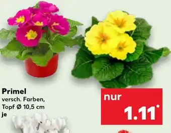 Kaufland Primel Angebot