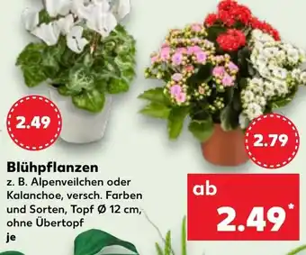 Kaufland Blühpflanzen Angebot