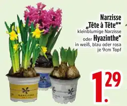 Edeka Narzisse „Tête à Tête" oder Hyazinthe Angebot