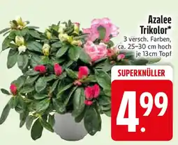 Edeka Azalee Trikolor Angebot