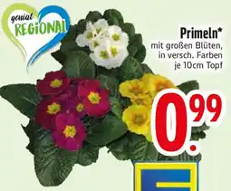 Edeka Primeln Angebot