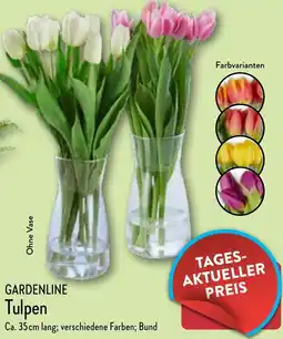 Aldi Nord GARDENLINE Tulpen Angebot