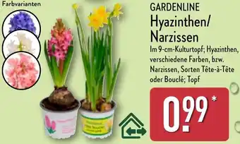 Aldi Nord GARDENLINE Hyazinthen/ Narzissen Angebot