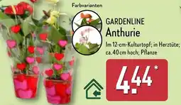 Aldi Nord GARDENLINE Anthurie Angebot