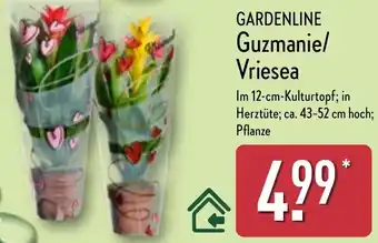 Aldi Nord GARDENLINE Guzmanie/ Vriesea Angebot