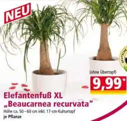 Norma Elefantenfuß XL ,,Beaucarnea recurvata" Angebot