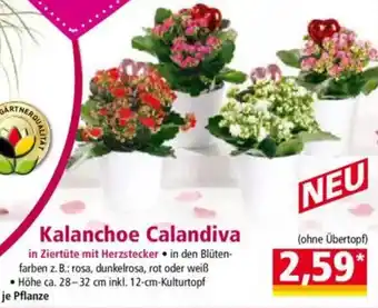 Norma Kalanchoe Calandiva Angebot