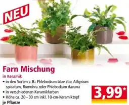 Norma Farn Mischung Angebot