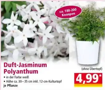 Norma Duft-Jasminum Polyanthum Angebot