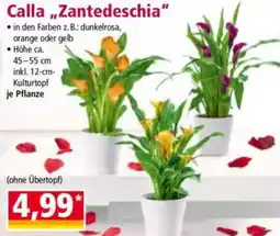 Norma Calla „Zantedeschia" Angebot