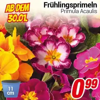 CENTERSHOP Frühlingsprimeln Angebot