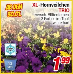 CENTERSHOP XL-Hornveilchen TRIO Angebot