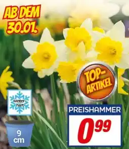 CENTERSHOP Narzissen Têtê-â-Têtê Angebot