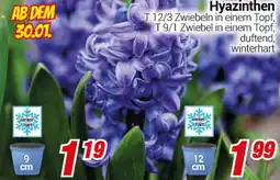 CENTERSHOP Hyazinthen Angebot