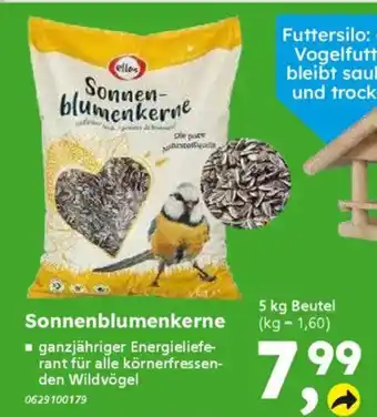 Globus Baumarkt elles Sonnenblumenkerne Angebot