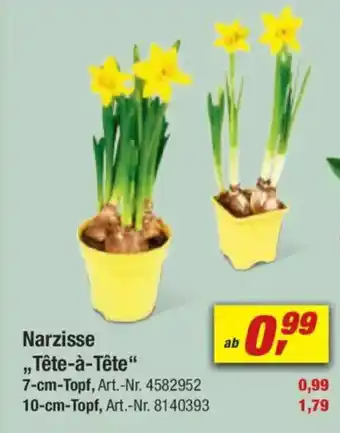 toom Baumarkt Narzisse ,,Tête-à-tête" Angebot