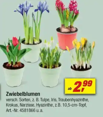 toom Baumarkt Zwiebelblumen Angebot