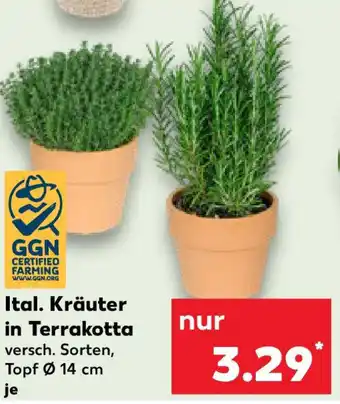 Kaufland Ital. Kräuter in Terrakotta Angebot