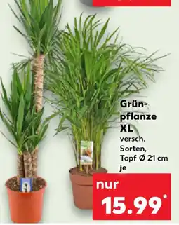 Kaufland Grün- pflanze XL Angebot