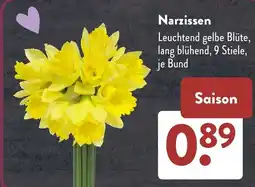 Aldi Süd Narzissen Angebot