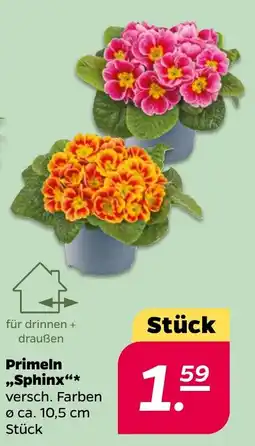 NETTO Primeln „Sphinx" Angebot