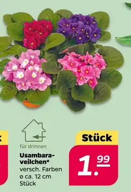 NETTO Usambara- veilchen Angebot