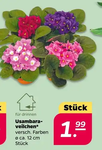 NETTO Usambara- veilchen Angebot