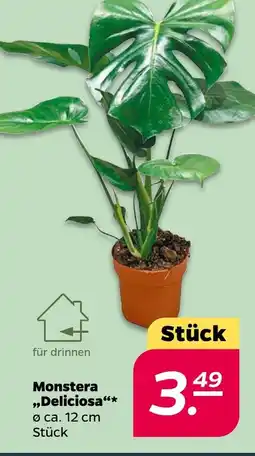 NETTO Monstera ,,Deliciosa" Angebot